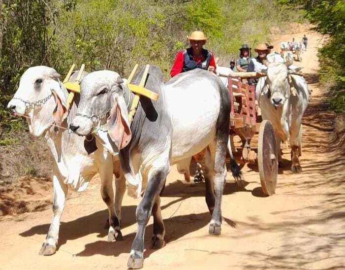 Tradição rural é celebrada no 1º Encontro de Carros de Boi em Lagoa Nova, zona rural de Caetité