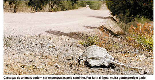 Gado não resiste à seca e morre à beira da pista no sertão baiano