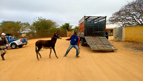PRE intensifica captura animal nas rodovias da região Sudoeste 