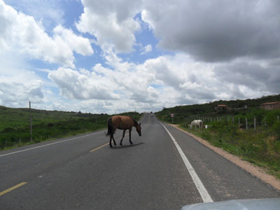 Animal solto na BA-026 provoca acidente fatal