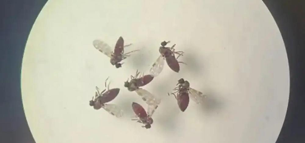 OMS foi notificada sobre mortes por febre oropouche na Bahia