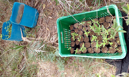 Mais de 1000 pés de maconha são incinerados pela polícia em Ibicoara 