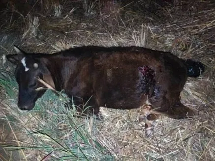 Animal solto na pista provoca acidente em Guanambi