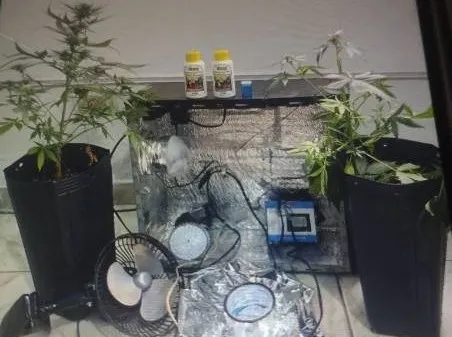 Homem é denunciado por ameaças e PM encontra estufa com pés de maconha em Urandi