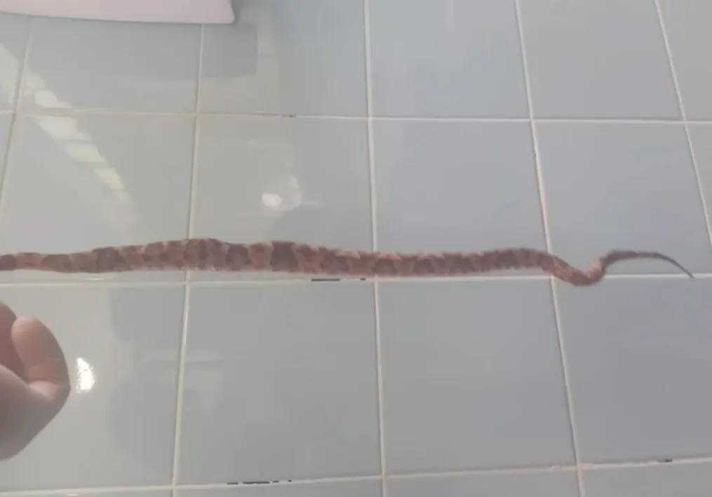 Homem morre após ser picado por cobra em Matina