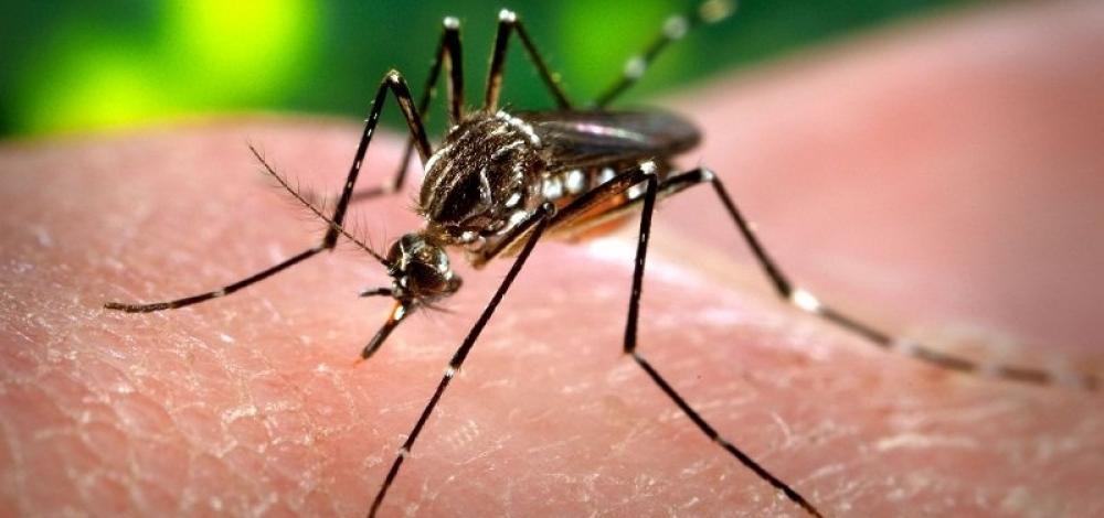 Bahia: Casos prováveis de dengue crescem 535% no 1º semestre