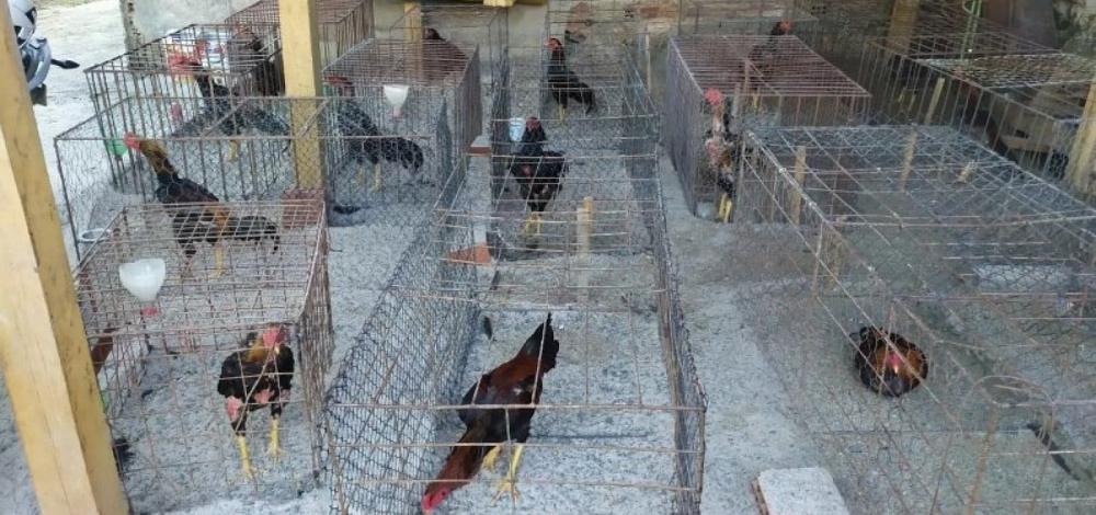 Itabuna: rinha de galo é desmontada e 44 homens são presos em flagrante