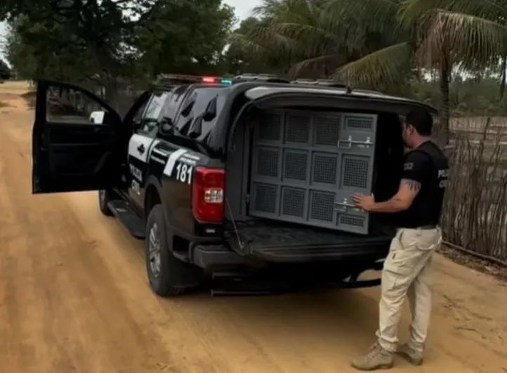Homem de 56 anos é preso suspeito de estupro de vulnerável em Malhada