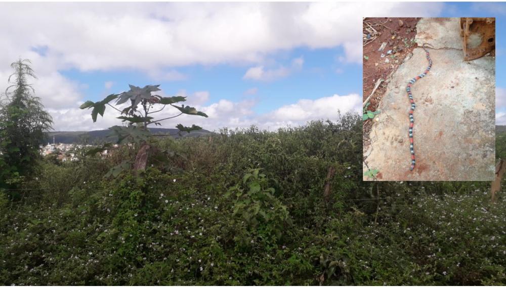 Caetité: Matagal em terrenos do bairro Prisco Viana estão servindo de criadouro de animais peçonhentos