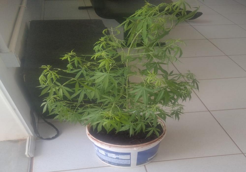 Polícia Militar apreende pé de maconha em residência de Caetité