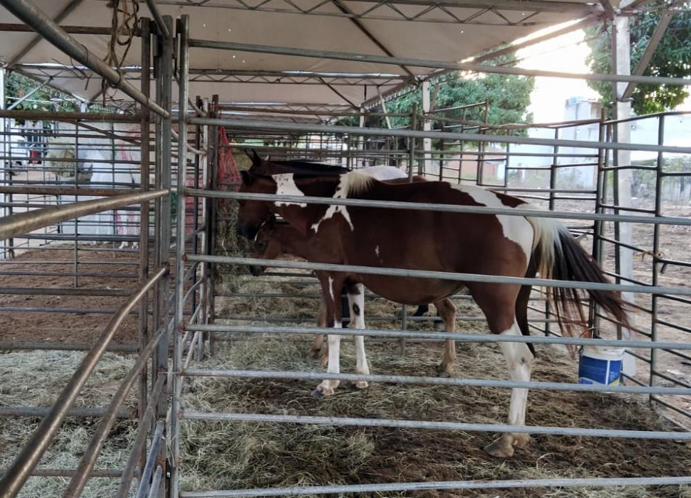 Acontece de 23 a 26 de outubro em Caetité a 2ª Exposição Especializada do cavalo Mangalarga Marchador