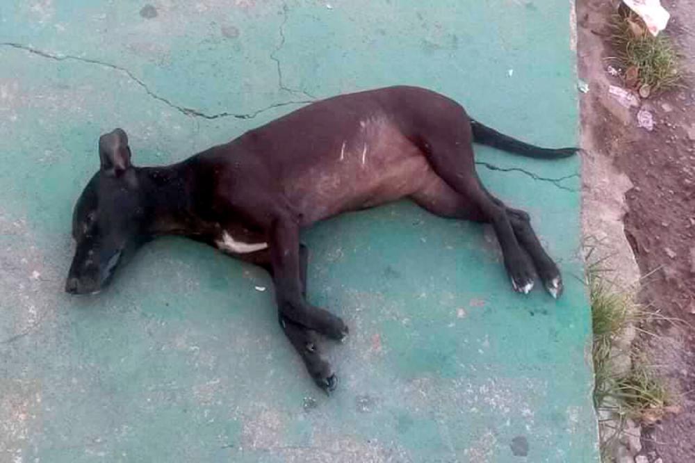 Cães são encontrados mortos em Livramento, e ONG suspeita de envenenamento