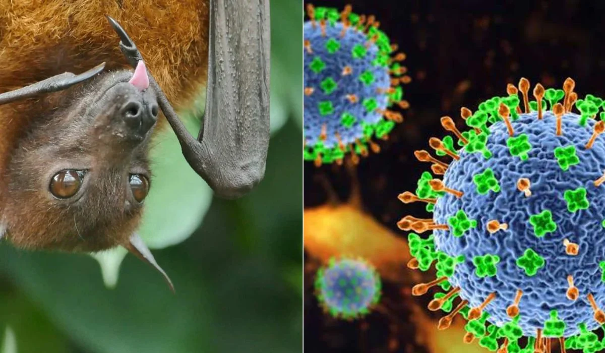 Saúde desmente boato sobre vírus Nipah no Brasil