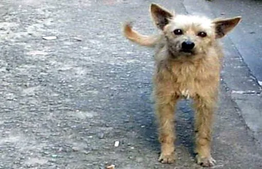 Vizinho é suspeito de atirar em cachorro em Guanambi