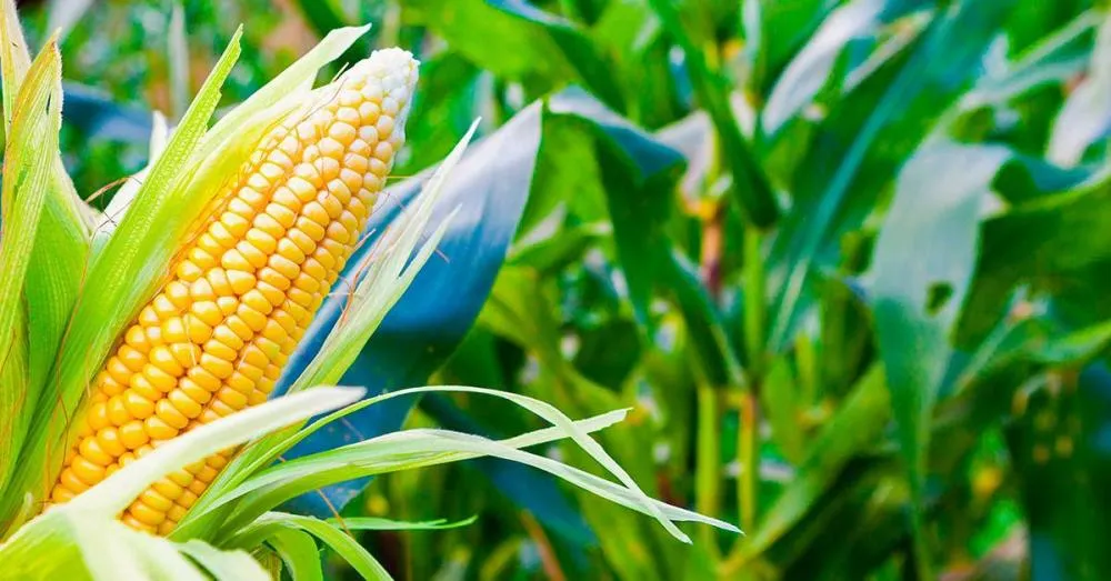 Milho, feijão e cacau puxam alta da produção baiana