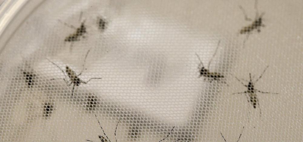 Bahia registra aumento de 281% nos casos de dengue em 2019