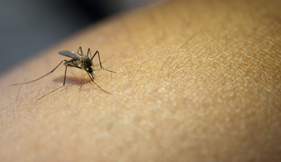 Já tive dengue uma vez. Corro o risco de pegar de novo?