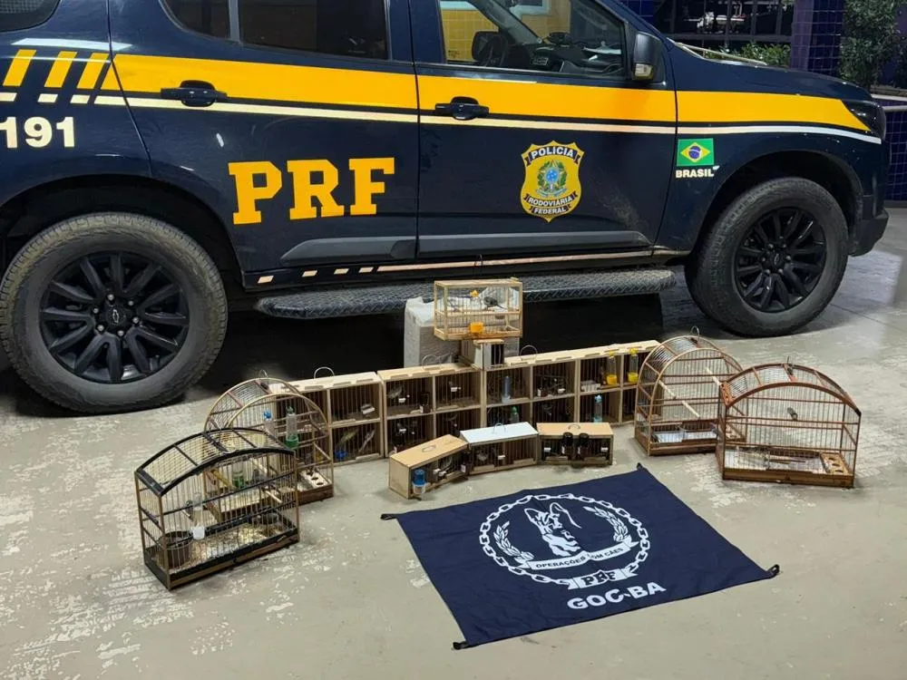 Operação Cão de Faro II resgata aves silvestres em Vitória da Conquista