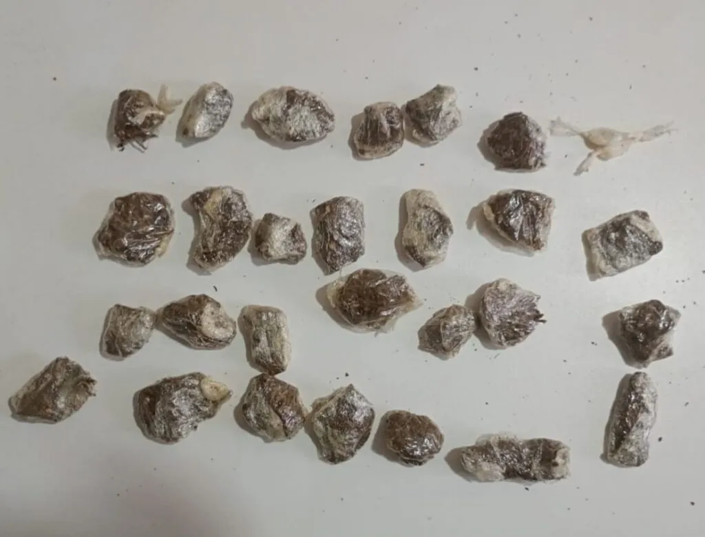 Maconha e cocaína são apreendidas durante ação policial em Tanque Novo
