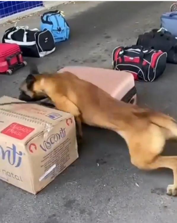 Cão farejador da PRF encontra cocaína e crack em mala de passageira de ônibus de turismo na BR-116