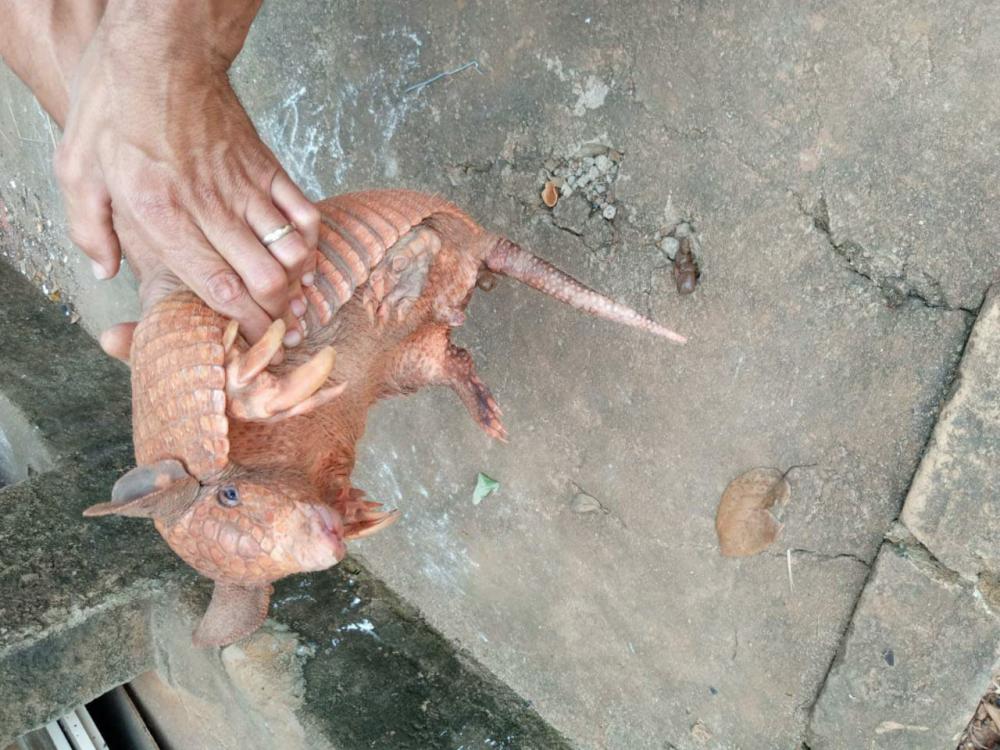 Caetiteense encontra tatu em sua residência e devolve animal à natureza