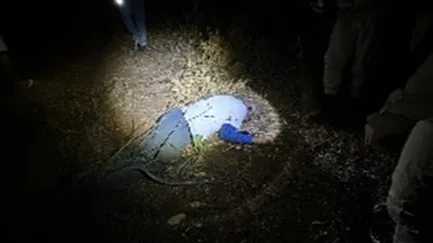 Idoso de 86 anos morre após possível ataque de abelhas em Guanambi