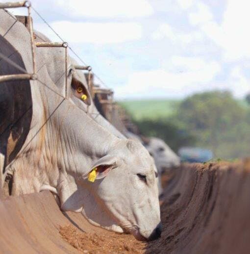 Chuvas podem ser um problema para o pecuarista