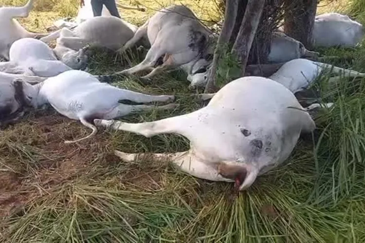 Raio mata 16 cabeças de gado durante tempestade na zona rural de Piripá