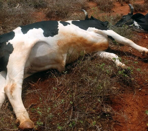 Chuva forte causa estragos na zona rural de Guanambi