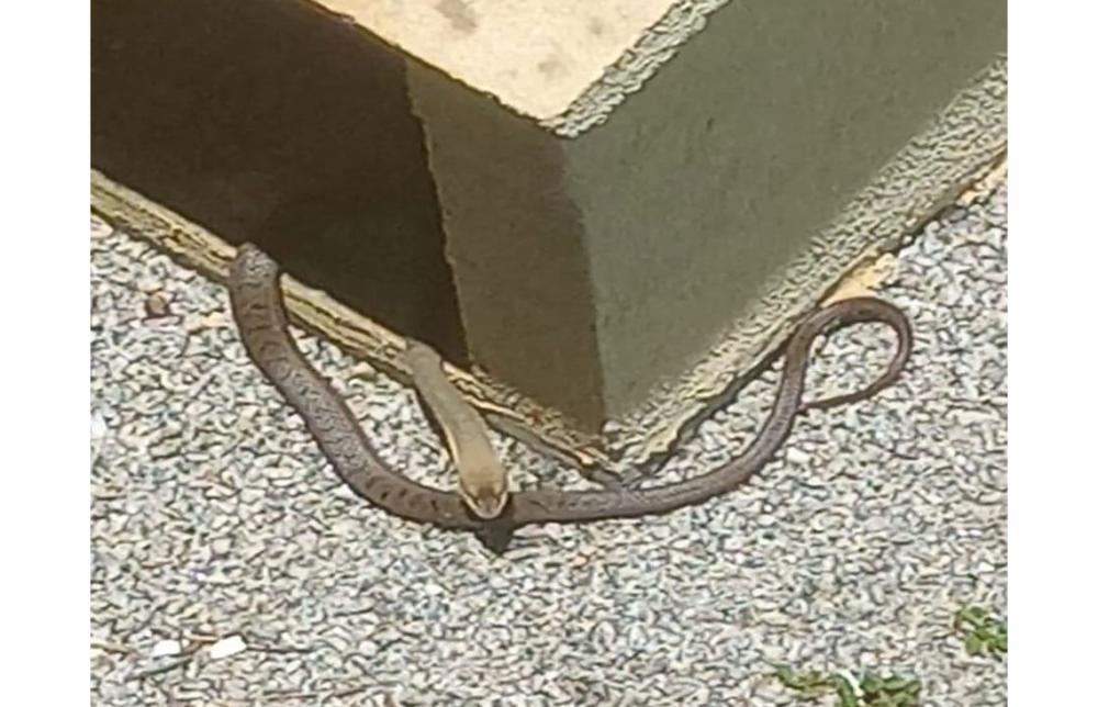 Mato alto tem levado animais peçonhentos para condomínio em Caetité