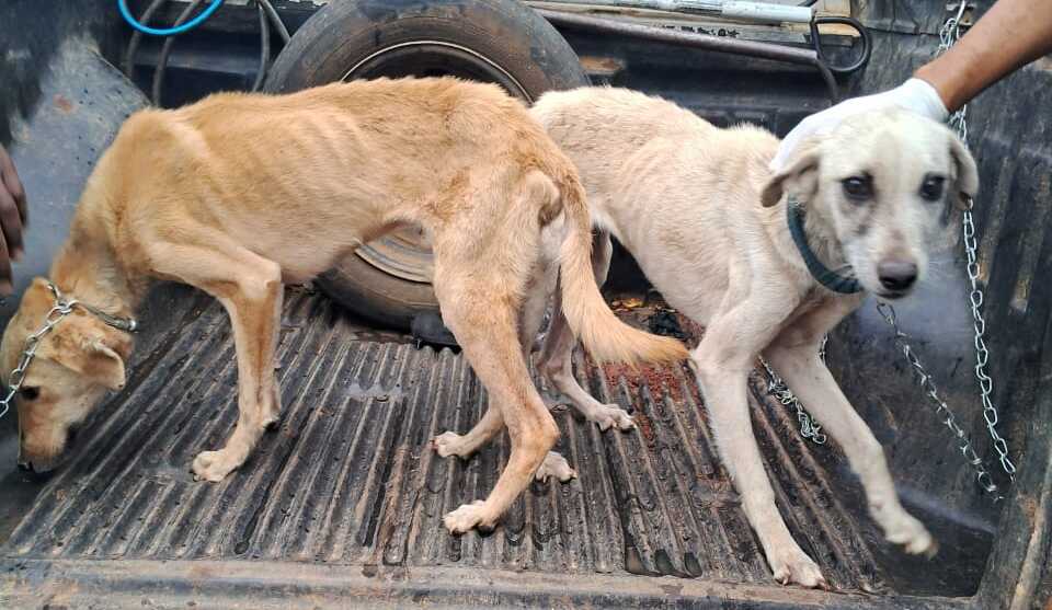 Cachorros vítimas de maus-tratos são resgatados em Caetité