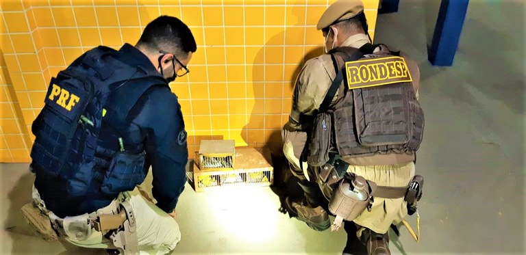 Barreiras: Pássaros silvestres são resgatados pela polícia na BR-242