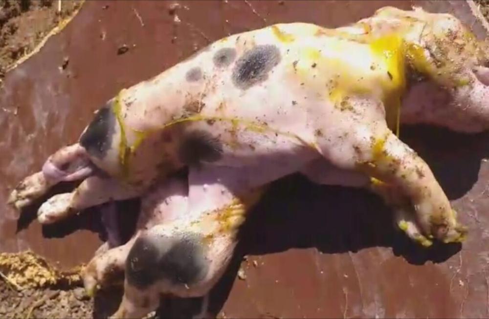 Porco nasce com dois corpos e uma cabeça em Palmas de Monte Alto