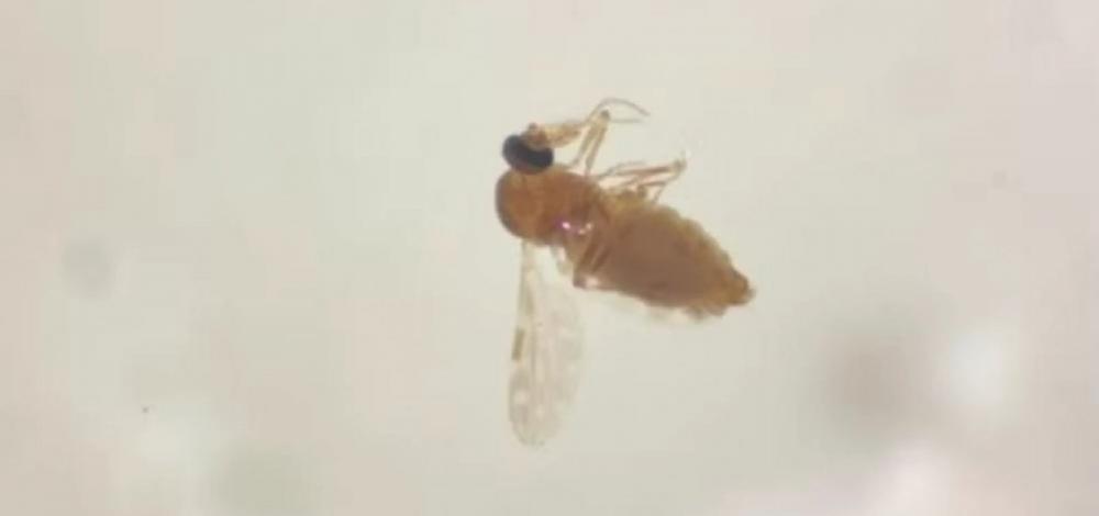 Casos confirmados da febre do Oropouche sobem para 95 na Bahia