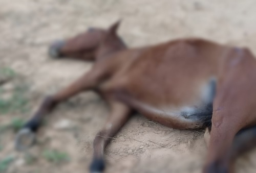 Homem mata cavalo a pauladas em Livramento e é preso