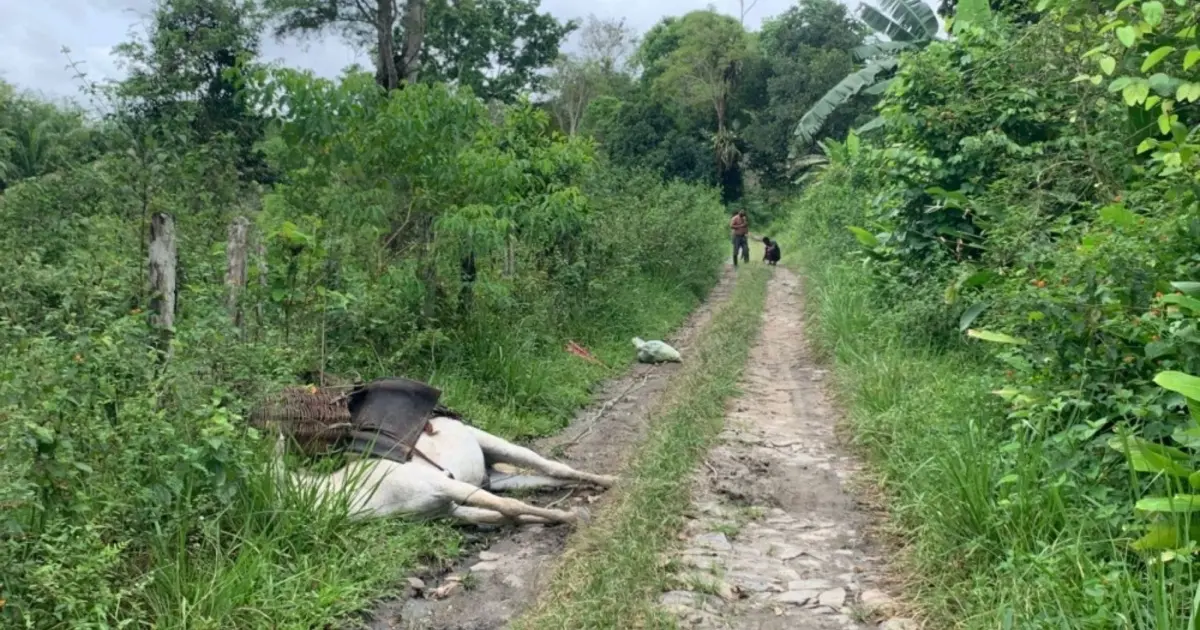 Trabalhador rural escapa de choque após burro ser eletrocutado