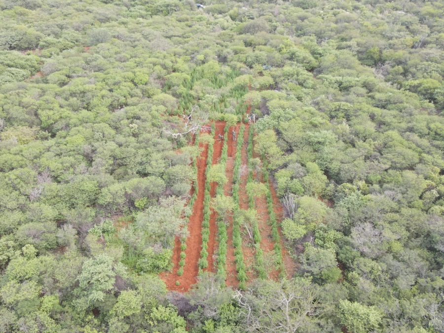 Bahia: Ação da PF e da PM resulta na destruição de grande plantação de maconha
