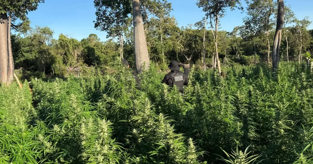 Força integrada localiza plantação com quase 50 mil pés de maconha em Muquém do São Francisco