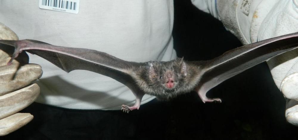 Sesab alerta para casos de raiva na Bahia, mas tranquiliza: "não há motivo para alarde"