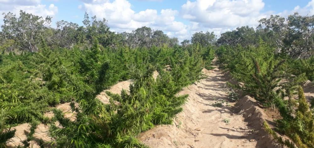 Polícia apreende mais de 1,7 tonelada de maconha em oito dias na Bahia