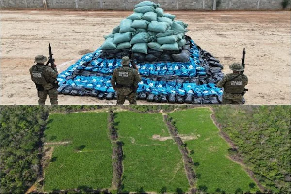PM encontra 4,5 toneladas de maconha na zona rural de Xique-Xique