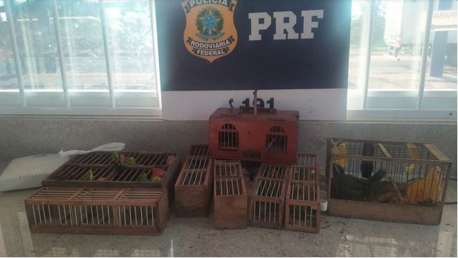 PRF resgata 14 aves silvestres dentro de ônibus na BR 116