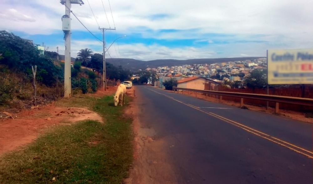 Animais continuam a ser flagrados soltos em pontos de grande movimento na BR-430