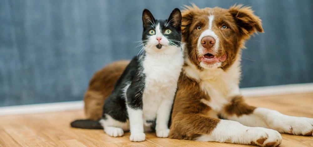 Câmara aprova aumento de pena para maus-tratos a cães e gatos