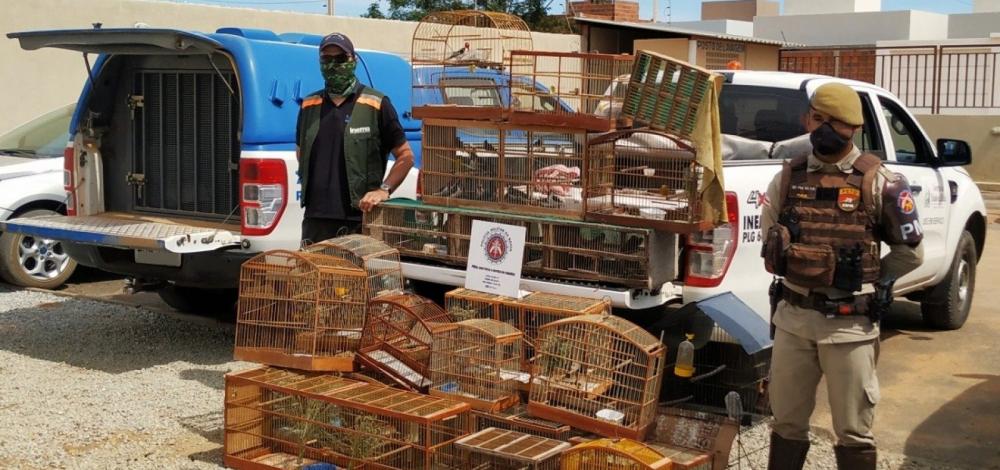 Aves silvestres são apreendidas durante operação no interior da Bahia