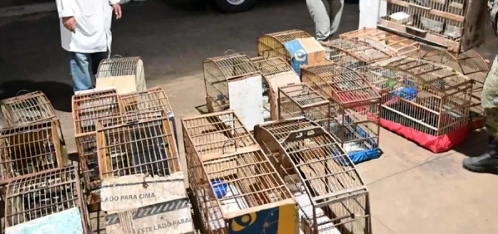 Região: Mais de 40 aves silvestres são resgatadas de cativeiro ilegal