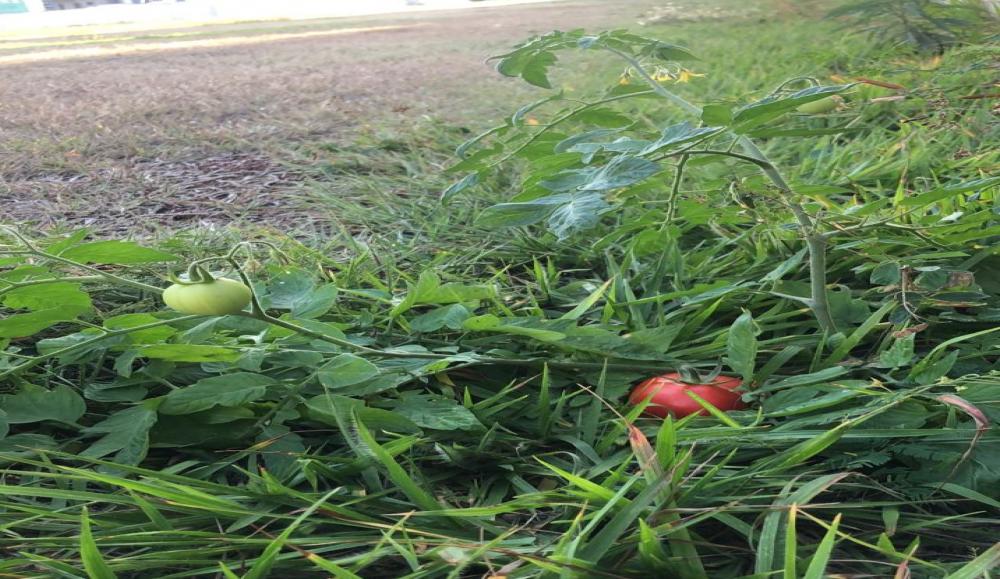 Descaso e abandono: Estádio Municipal de Livramento se tornou um grande matagal 