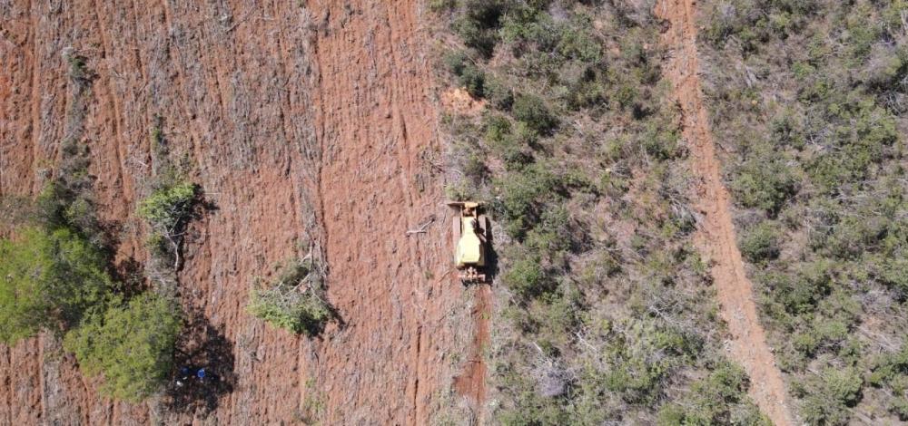 Desmatamento na Chapada Diamantina: Justiça suspende autorização do Inema a empresa de agronegócio