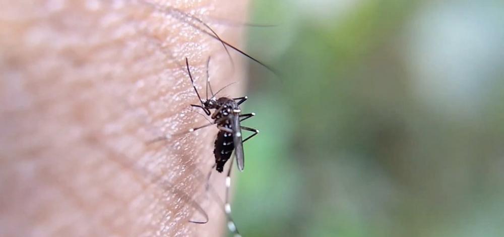 Sobe para 40 número de mortes por dengue na Bahia