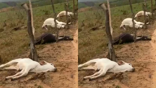 Raio mata bois, vacas e bezerros em Boquira